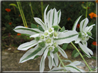 foto Fiori